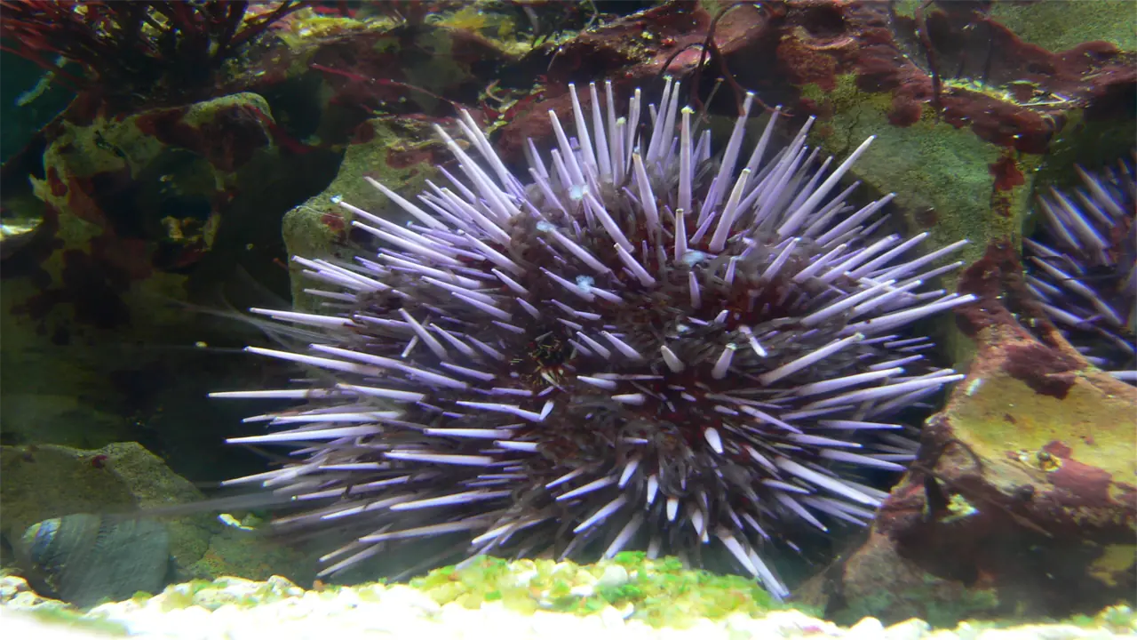 Kavijar morskih ježeva