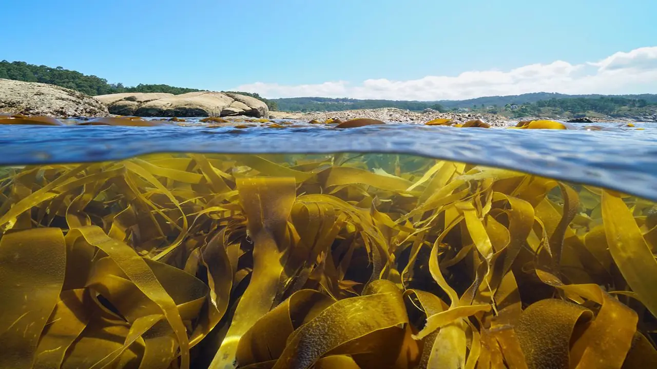 Morska trava - podvodna šuma i njene tajne