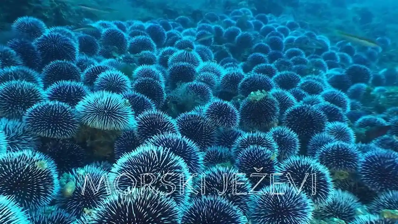 Morski ježevi - mali izvor velikih otkrića