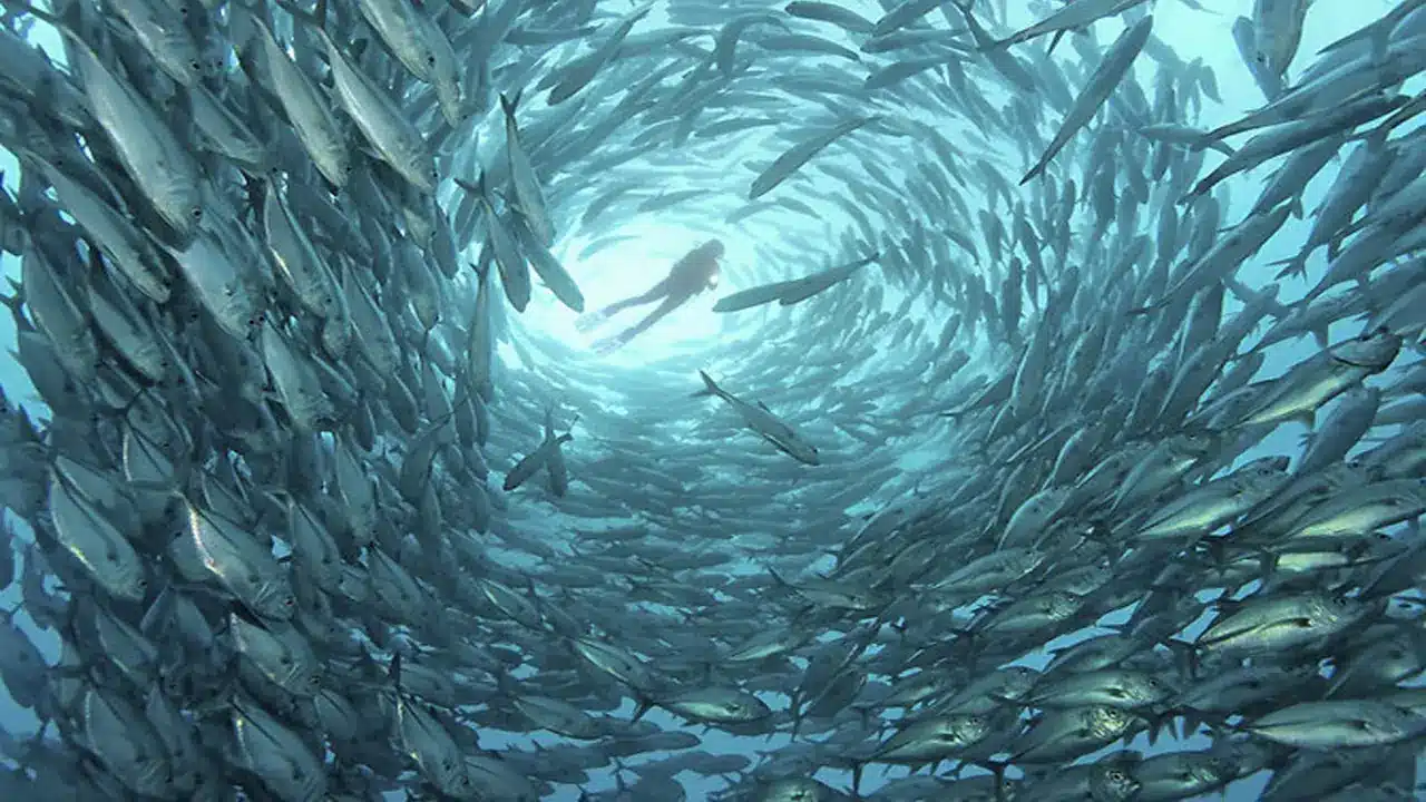 Podvodni svet - neverovatno okruženje