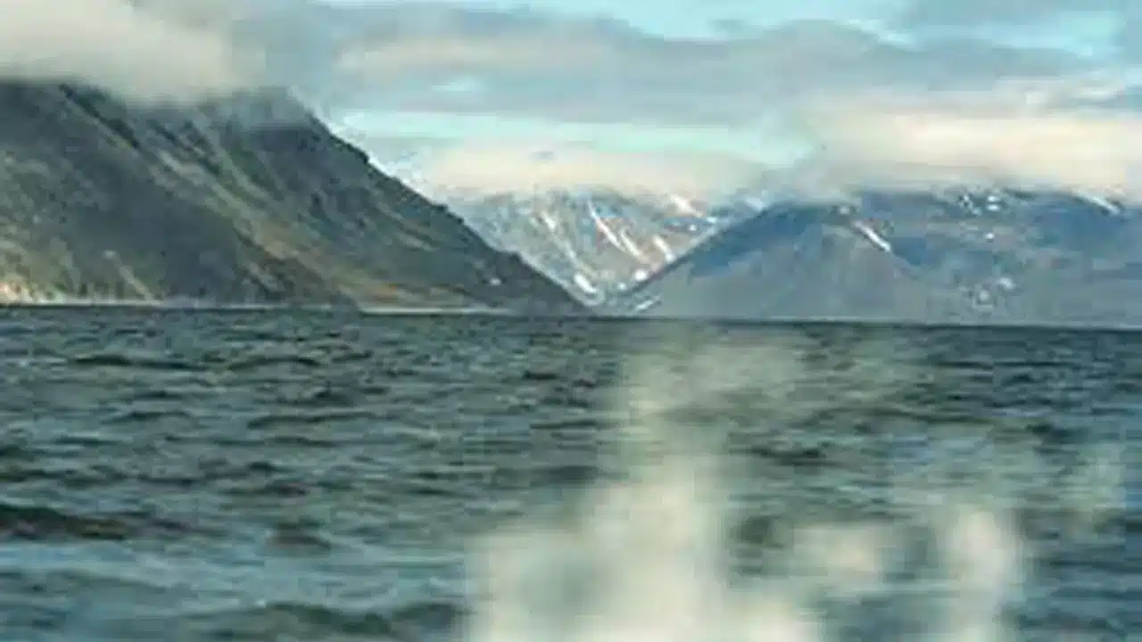 Živi svet Beringovog mora